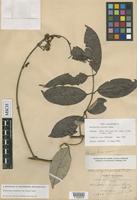Isotype of Banisteria cinerea Rusby [family MALPIGHIACEAE]