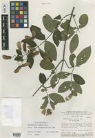 Isotype of Banisteriopsis calcicola B.Gates [family MALPIGHIACEAE]