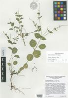 Isotype of Croton martinianus V.W.Steinm. [family EUPHORBIACEAE]