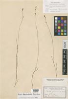 Isosyntype of Carex laeviculmis Meinsch. [family CYPERACEAE]