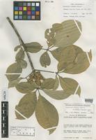 Holotype of Esenbeckia feddemae Kaastra [family RUTACEAE]