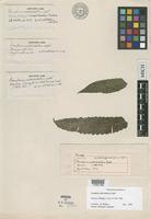 Isotype of Campium subcordatum Copel. [family LOMARIOPSIDACEAE]
