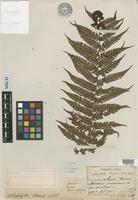 Type of Alsophila fauriei Christ [family CYATHEACEAE]