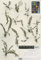 Type of Asplenium hobdyi W.H.Wagner [family ASPLENIACEAE]