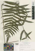 Holotype of Thelypteris ×incesta W.H.Wagner [family THELYPTERIDACEAE]