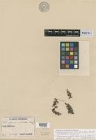 Isotype of Trichomanes japonicum Thunb. var. abbreviatum H.Christ [family HYMENOPHYLLACEAE]