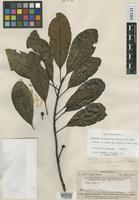Isotype of Degeneria vitiensis I.W.Bailey & A.C.Sm. [family DEGENERIACEAE]