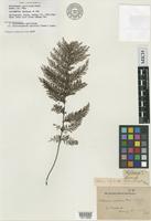 Isosyntype of Trichomanes apiifolium Presl [family HYMENOPHYLLACEAE]