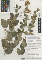 Isotype of Banisteriopsis malifolia (Nees & Mart.) B.Gates var. appressa B.Gates [family MALPIGHIACEAE]