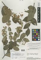 Isotype of Banisteriopsis malifolia (Nees & Mart.) B.Gates var. appressa B.Gates [family MALPIGHIACEAE]
