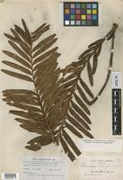 Syntype of Lonchitis-aspera tabularis Farw. var. saligna Farw. [family BLECHNACEAE]