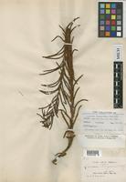 Syntype of Lonchitis-aspera tabularis Farw. var. saligna Farw. [family BLECHNACEAE]