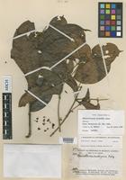 Isotype of Banisteriopsis krukoffii B.Gates [family MALPIGHIACEAE]