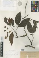 Isotype of Cynometra whitfordii Elmer [family FABACEAE]