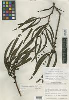 Holotype of Cladocolea cupulata Kuijt [family LORANTHACEAE]