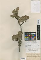 Syntype of Quebrachia morongii Britton [family ANACARDIACEAE]
