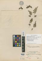 Isotype of Asplenium subnormale Copel. [family ASPLENIACEAE]