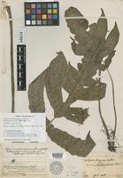 Isotype of Diplazium formosanum Rosenst. [family ATHYRIACEAE]