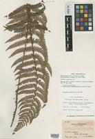 Isotype of Polystichum piceo-paleaceum Tagawa [family DRYOPTERIDACEAE]