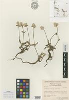 Isotype of Gomphrena triceps Pedersen [family AMARANTHACEAE]
