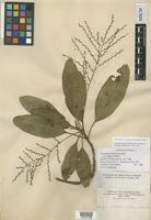 Isoneotype of Charpentiera obovata Gaudich. var. elliptica Hillebr. [family AMARANTHACEAE]