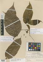 Isotype of Cordia protracta I.M.Johnst. [family BORAGINACEAE]