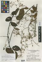 Isotype of Banisteriopsis prancei B.Gates [family MALPIGHIACEAE]