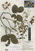 Isotype of Banisteriopsis prancei B.Gates [family MALPIGHIACEAE]
