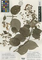 Holotype of Banisteriopsis pulchra B.Gates [family MALPIGHIACEAE]