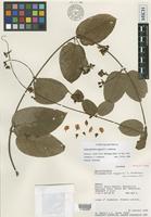Holotype of Stigmaphyllon eggersii C.E.Anderson [family MALPIGHIACEAE]