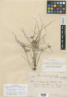 Isotype of Cyperus humilis Kunth var. elatior Britton [family CYPERACEAE]