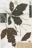 Isotype of Allophylus leptocladus Radlk. [family SAPINDACEAE]