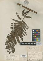 Isotype of Alsophila pustulosa Christ [family CYATHEACEAE]