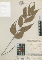Isotype of Aspidium caryotideum Wall. ex Hook. & Grev. [family DRYOPTERIDACEAE]