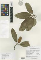 Isotype of Magnolia pacifica A.Vázquez subsp. tarahumara A.Vázquez [family MAGNOLIACEAE]