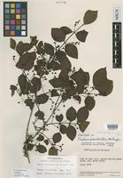 Isotype of Psidium pedicellatum McVaugh [family MYRTACEAE]