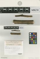Isotype of Helotiella bubakii Rehm [family HYALOSCYPHACEAE]