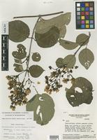 Isotype of Banisteriopsis valvata W.R.Anderson & B.Gates [family MALPIGHIACEAE]