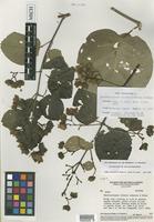 Isotype of Banisteriopsis valvata W.R.Anderson & B.Gates [family MALPIGHIACEAE]