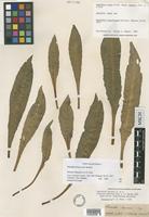 Lectotype of Oenothera franciscana Bartlett [family ONAGRACEAE]