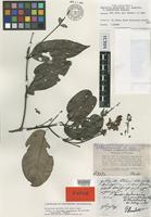 Isotype of Banisteria gardneriana A.Juss. f. blanchetiana (A.Juss.) Nied. [family MALPIGHIACEAE]