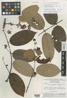 Isotype of Banisteriopsis lyrata B.Gates [family MALPIGHIACEAE]