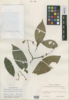 Isotype of Pseuderanthemum leptostachys Leonard [family ACANTHACEAE]