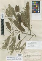 Holotype of Acacia usumacintensis Lundell [family FABACEAE]