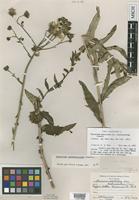 Isotype of Hieracium umbellatum L. var. scabriusculum Farw. [family ASTERACEAE]