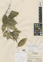 Isotype of Lobelia parvidentata L.O. Williams [family CAMPANULACEAE]
