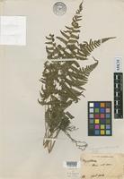 Isotype of Dryopteris uraiensis Rosenst. [family DRYOPTERIDACEAE]
