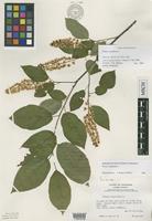 Isoepitype of Prunus canadensis L. [family ROSACEAE]