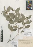 Isotype of Hippocratea grisebachii Loes. var. parvifolia [family CELASTRACEAE]