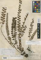 Isotype of Notholaena sinuata Sw. var. pinnatifida Farw. [family ADIANTACEAE]